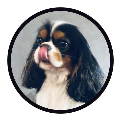 Lolek Poleca Day For Dog